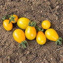 24 Yellow Submarine Tomato, 5 Seeds