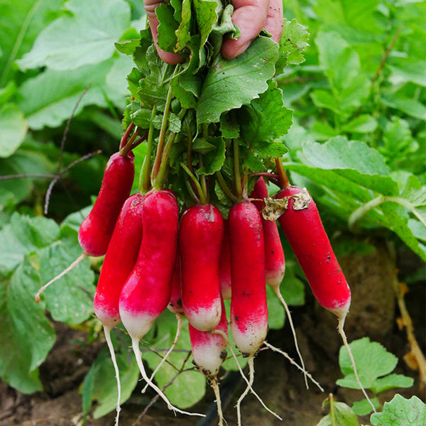 Thumb-sized Fruit Radish Seeds, 5g