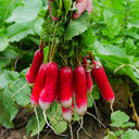 Thumb-sized Fruit Radish Seeds, 5g
