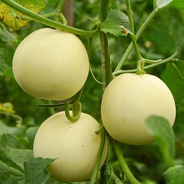 White Honey Jar Melon Hybrid Seeds, 30 Seeds