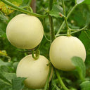 White Honey Jar Melon Hybrid Seeds, 30 Seeds