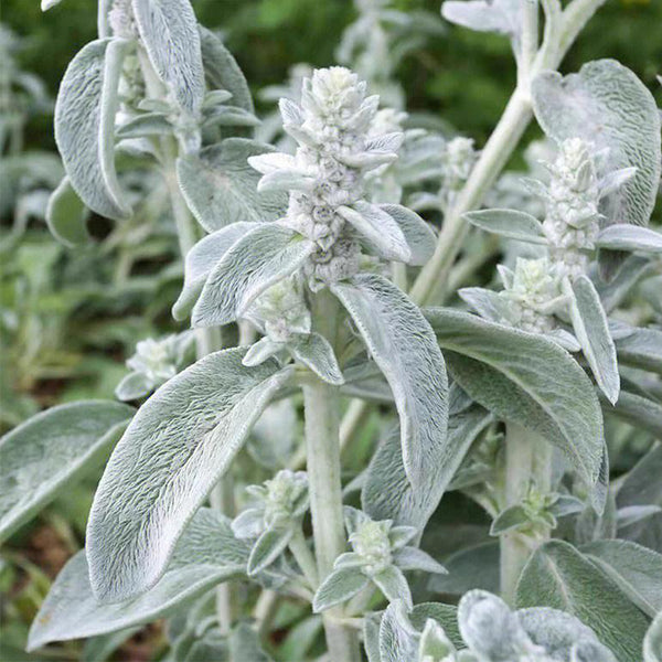 Lamb's Ear, 20 Seeds