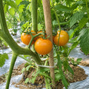 50 Yellow Romance Cherry Tomato, 3 Seeds