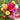 Hezhichun Mixed Double Portulaca Seeds, 1g