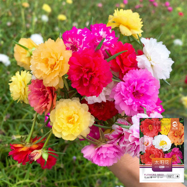 Hezhichun Mixed Double Portulaca Seeds, 1g