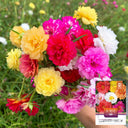 Hezhichun Mixed Double Portulaca Seeds, 1g