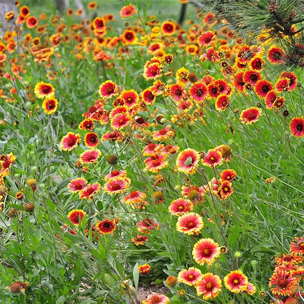 Blanket Flower (Gaillardia aristata) Seeds, 100 Seeds