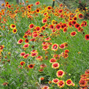 Blanket Flower (Gaillardia aristata) Seeds, 100 Seeds
