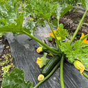 Summit Zucchini Seeds, 10g