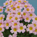 Oxalis obtusa Series Bulb - 'Cerise Stone', 10 Bulbs