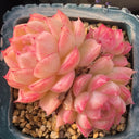 Echeveria cv. 'Red Queen', 3pcs x 1-head