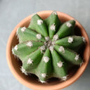 Echinopsis eyriesii Live Cactus, 3-4cm