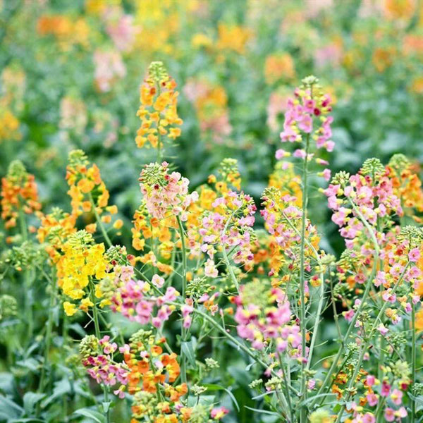 Rainbow Rapeseed Seeds, 250 Seeds