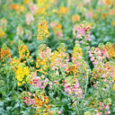 Rainbow Rapeseed Seeds, 250 Seeds