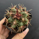 Thelocactus bicolor, 3-4cm