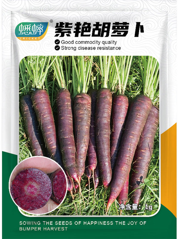 Blackish Purple Carrot Seeds, Pack of 380