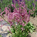 Limonium suworowii 'Pink Pokers', 1000 Seeds
