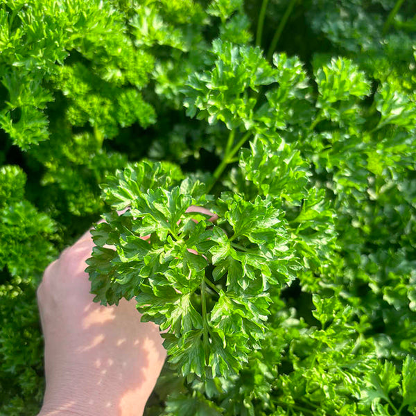 French Parsley Seeds, 2g