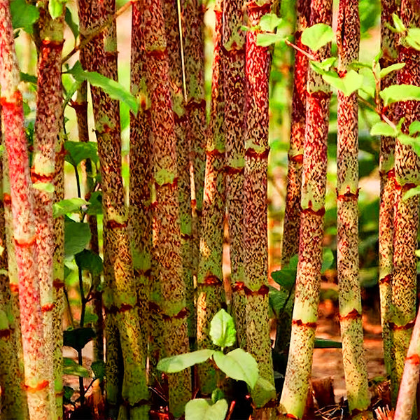 Reynoutria japonica Seeds