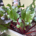 Red-Stemmed Chard Seeds, 10g