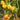 986 Fairy Rainbow Tomato, 5 Seeds