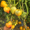 Fairy Rainbow Tomato, 5 Seeds