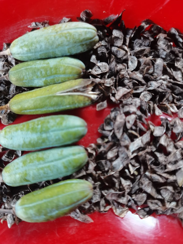 Aloe Polyphylla