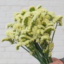 Wavyleaf Sea Lavender (Yellow) Seeds, 200 Seeds