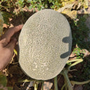 Zhenyu Sweet Melon Seeds, 100 Seeds