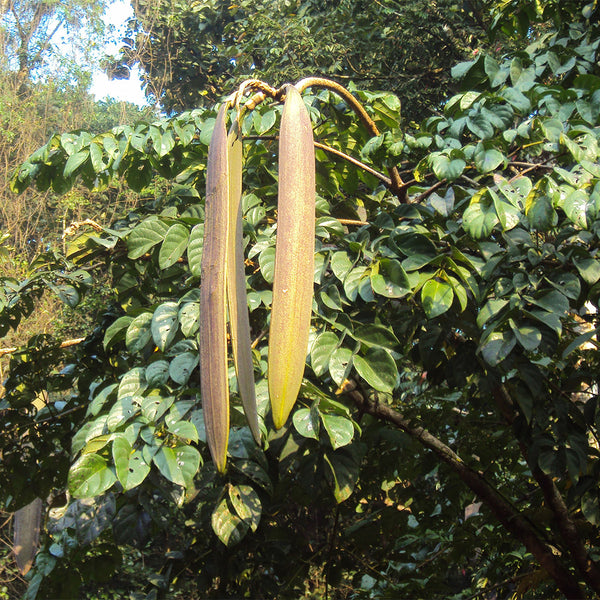Oroxylum indicum, 10 Seeds