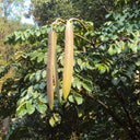 Oroxylum indicum, 10 Seeds
