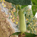White Jade No.1 Luffa Seeds, 10g