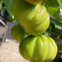 Cherokee Green Tomato, 10 Seeds