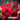 Scarlet Annual Phlox, 100 Seeds