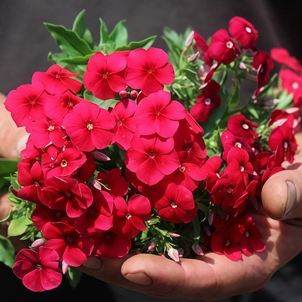 Scarlet Annual Phlox, 100 Seeds