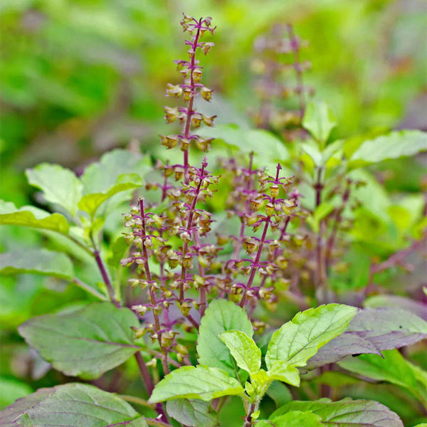 Holy Basil, 50 Seeds