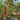 321 Blood Drop Tomato, 5 Seeds