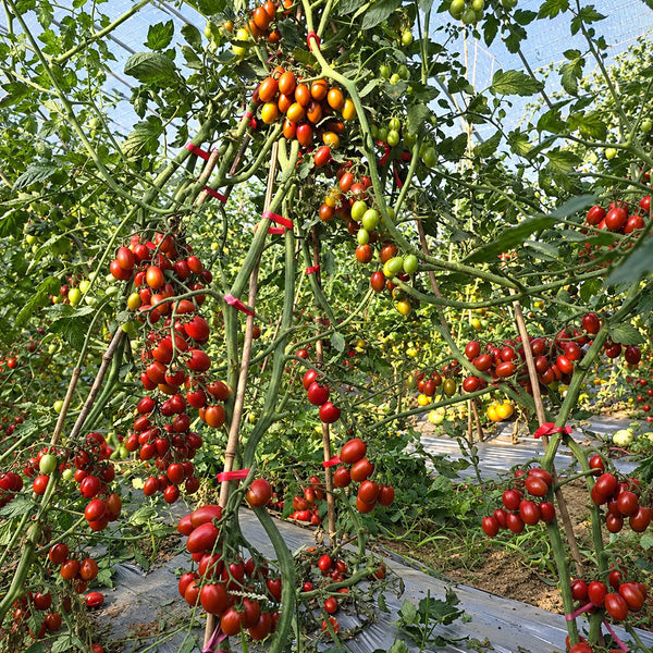 321 Blood Drop Tomato, 5 Seeds