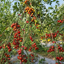 321 Blood Drop Tomato, 5 Seeds
