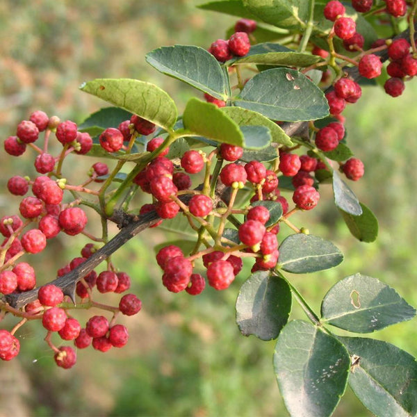 Dahongpao Sichuan Peppercorn, 100 Seeds