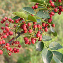 Dahongpao Sichuan Peppercorn, 100 Seeds