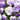 U2337 Floral Power Pink Beacon F1 Viola, 5 Seeds