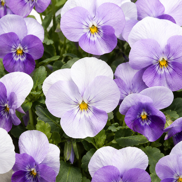 U2337 Floral Power Pink Beacon F1 Viola, 5 Seeds