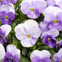 U2337 Floral Power Pink Beacon F1 Viola, 5 Seeds