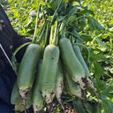 Chinese Green Radish Seeds, 10g