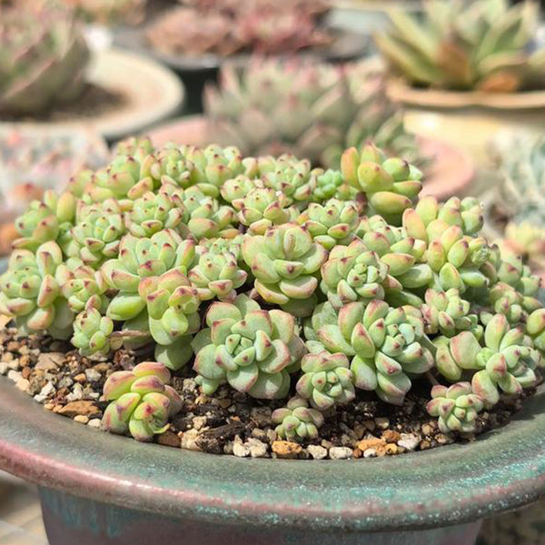Echeveria Caramel Spirit, 3pcs x 1-head