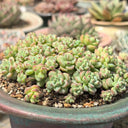 Echeveria Caramel Spirit, 3pcs x 1-head