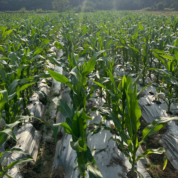 'Caitiannuo No. 6' Waxy Corn Seeds