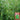 'Improved 604' Snow Pea Seeds, 30g