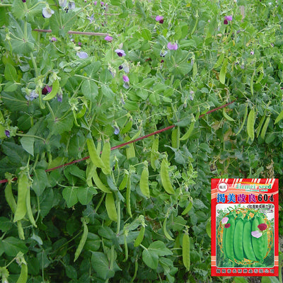Pea